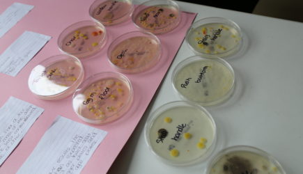 National Science Week and SciFest @St. Kilian’s